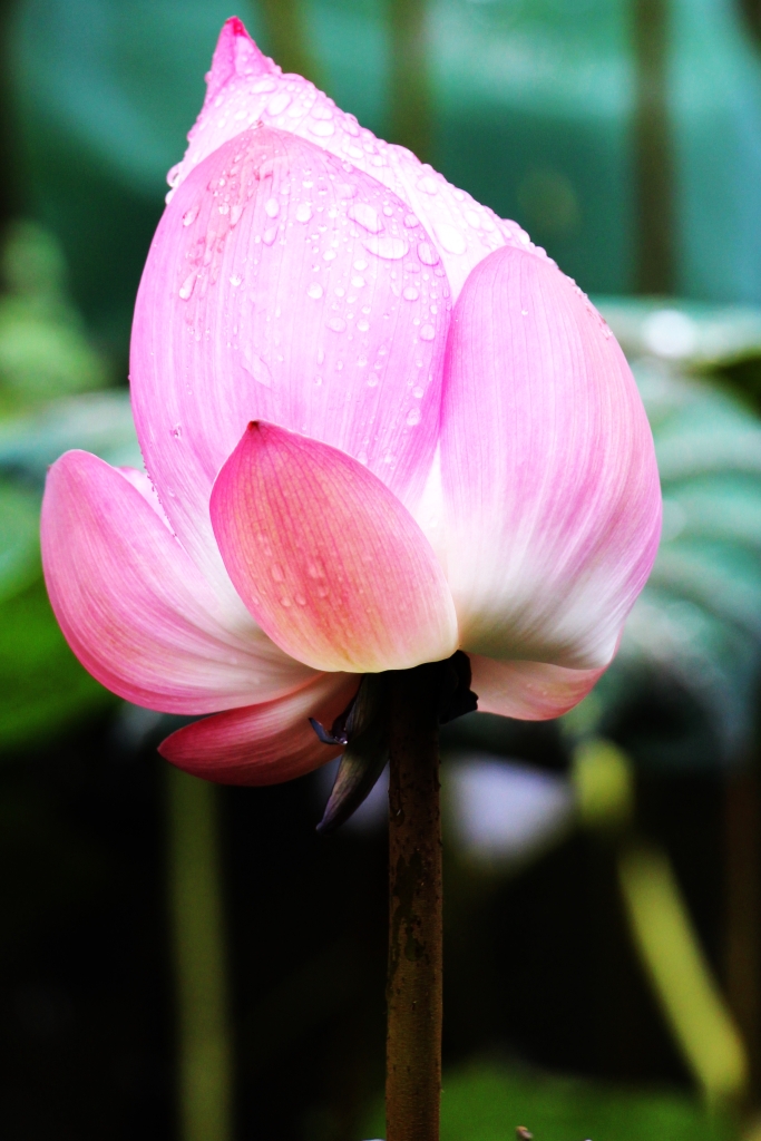 East indian lotus